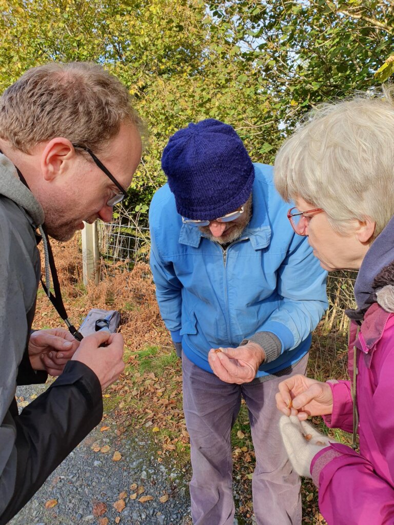 Looking for signs of Hazel Dormice