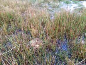 Area of scraped peat with sphagnum taking hold