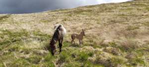 Mare with foal 26 May 2021