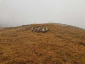 Horses sheltering from wind 11 Dec 2021