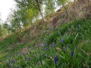 Birch regeneration with bluebells