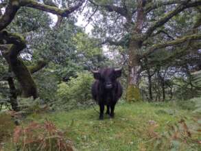 Cattle and woodland