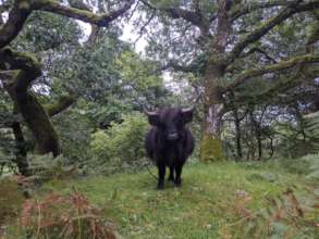 Cattle in woodland