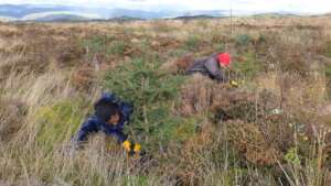 Cutting spruce 30 Oct 2021