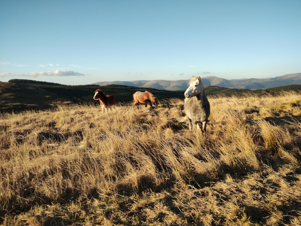 Our ponies thriving on the uplands