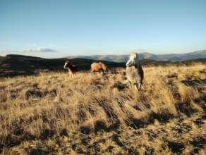 Our ponies thriving on the uplands