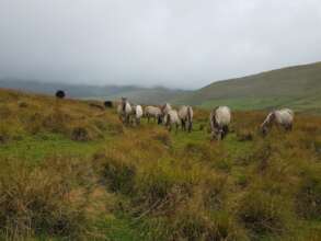 Horses and Cattle