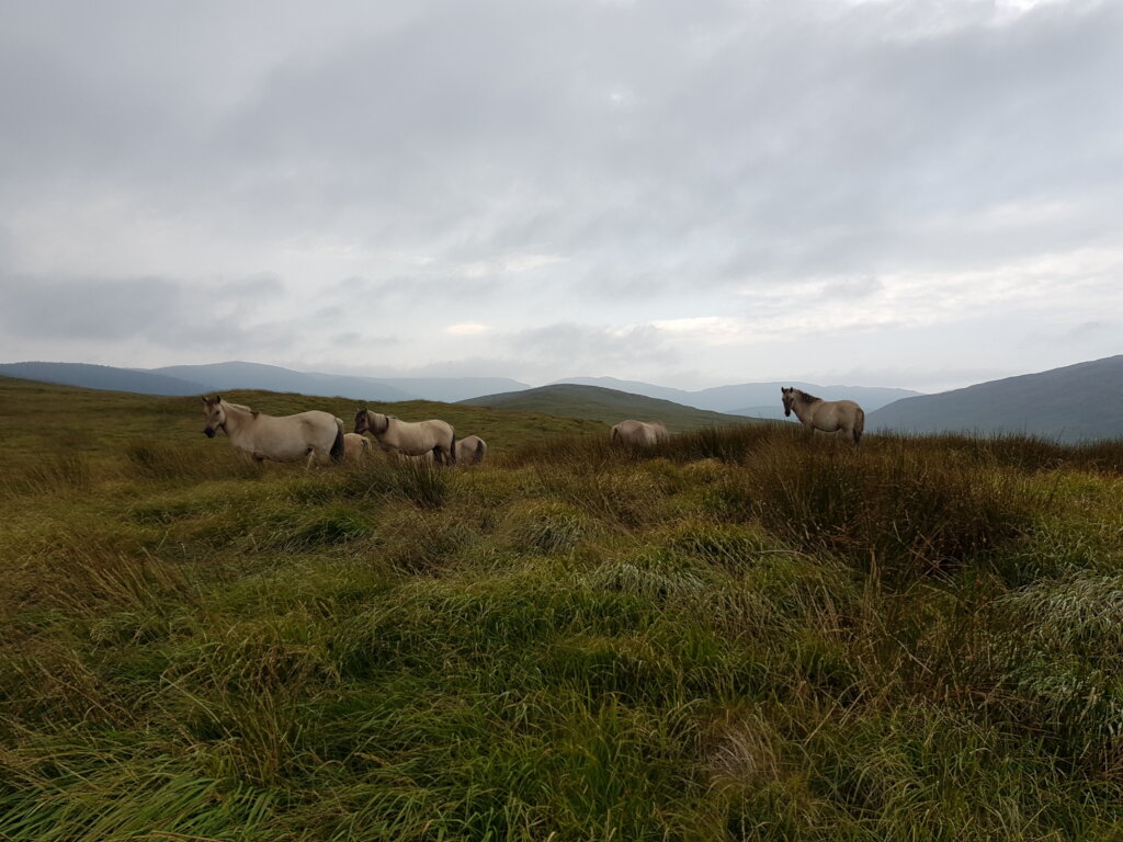 Horses on the hill