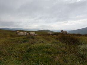 Horses on the hill