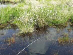 Peatland restoration