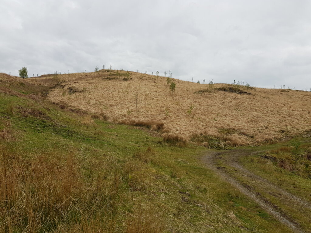 Tree regeneration