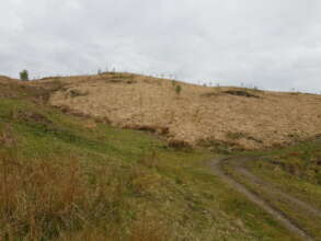 Tree regeneration