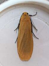 Orange Footman Moth