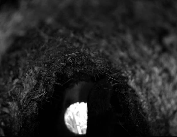 Field vole captured on burrow cam