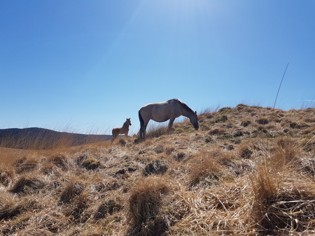 Mare and foal 22 April 2021