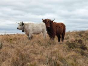 Conservation Grazing