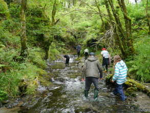 Coetir Anian - Cambrian Wildwood