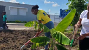 Volunteers work in the Christel House gardens.