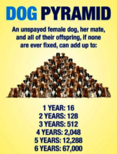 Dog Pyramid