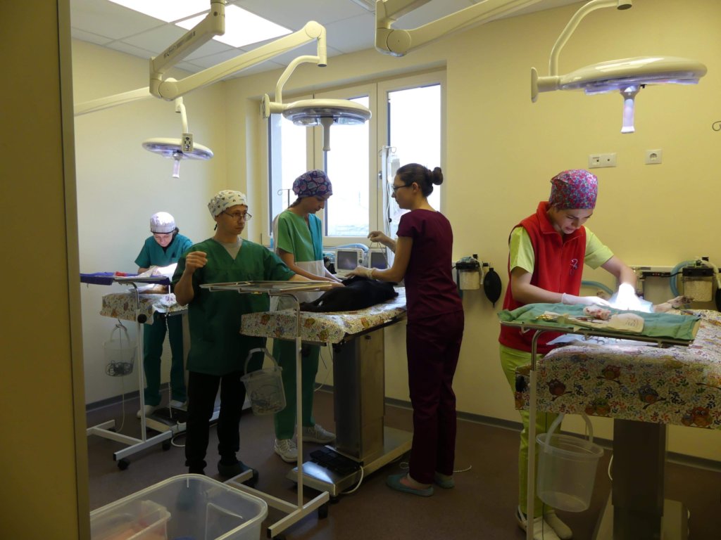 Spay and Neuters on Dogs/Cats in Bucharest