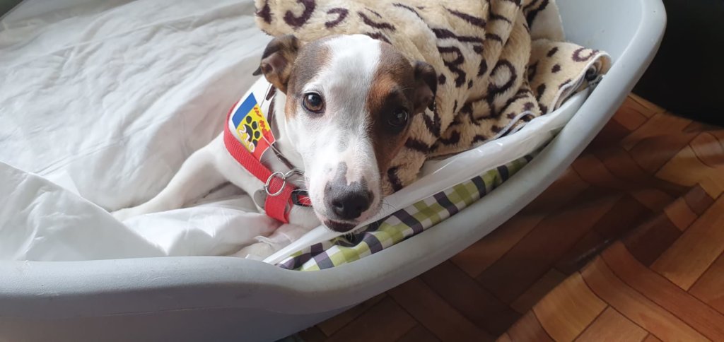 Spay and Neuters on Dogs/Cats in Bucharest