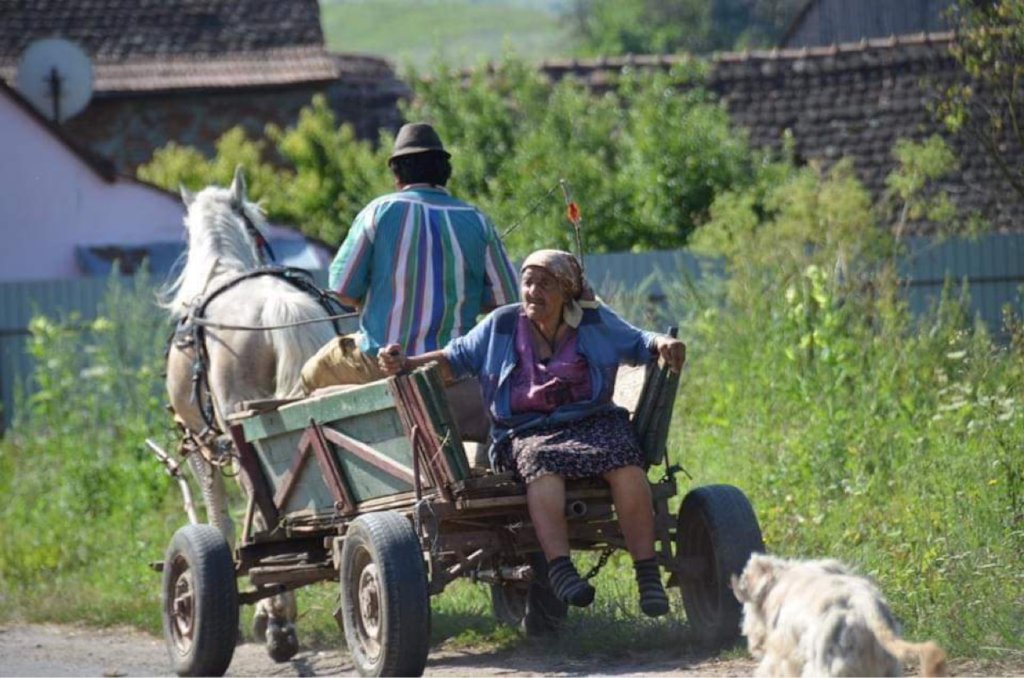 Spay and Neuters on Dogs/Cats in Bucharest