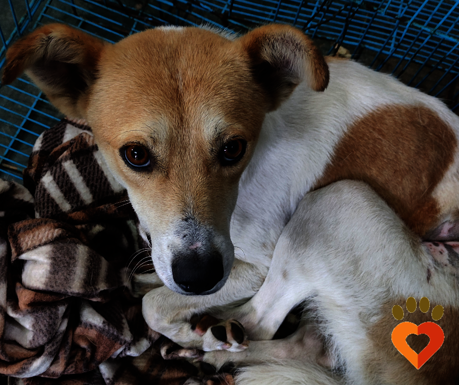 Help 40 rescues a month with a Recurring Donation