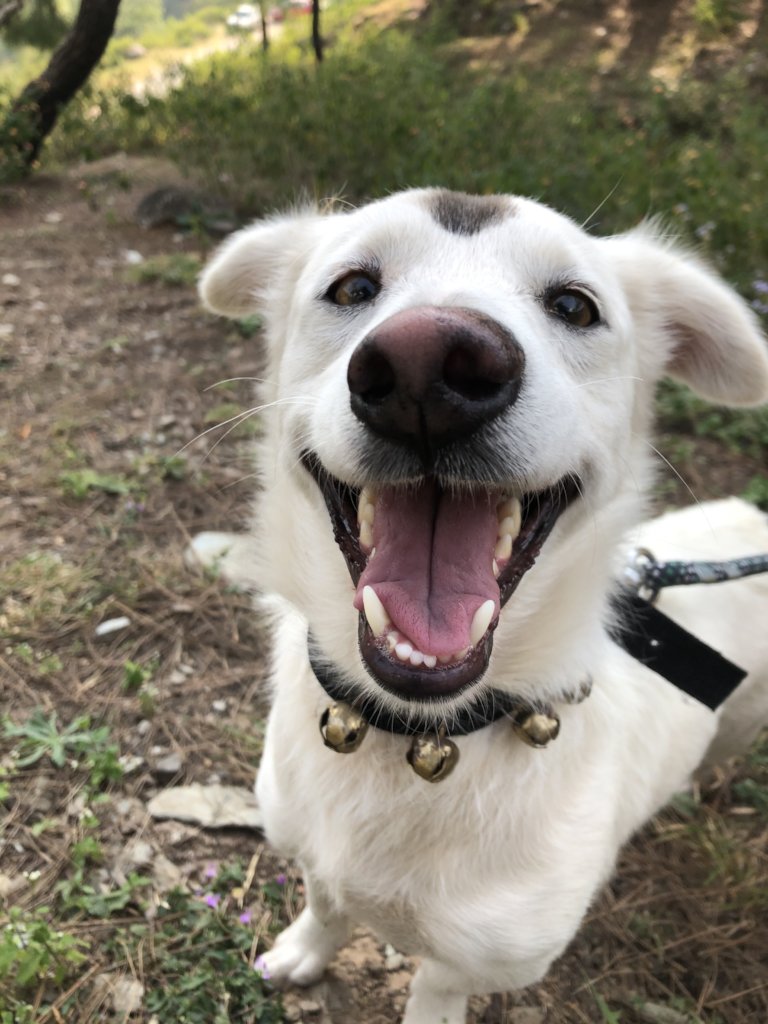 Help 40 rescues a month with a Recurring Donation