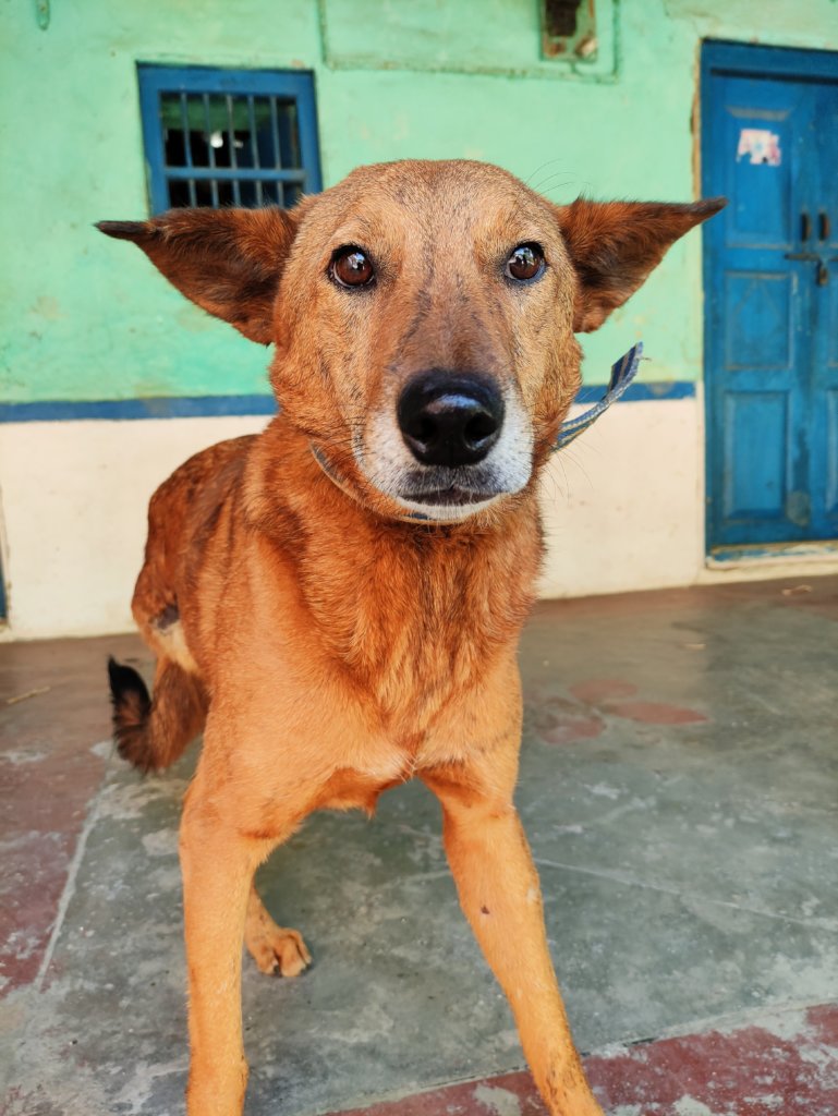 Help 40 rescues a month with a Recurring Donation