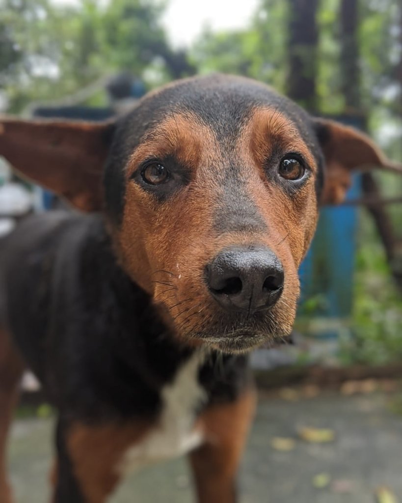 Help 40 rescues a month with a Recurring Donation