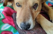 Help 40 rescues a month with a Recurring Donation