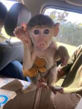 Baboon Infant