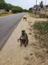 Baboon with snare