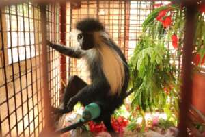Colobus juvenile in rehabilitation