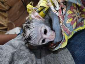 Kongo shortly before he got off human care