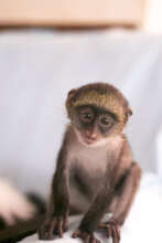 Rescued sykes infant