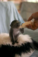 Lexi feeding