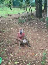 The Painted Baboon