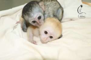 Mzungu playing with infant vervet Rio