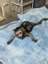 Swahili when he was brought in