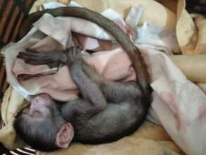 Swahili one of the abandoned infants having a nap