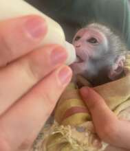 Rafiki the new Vervet Infant