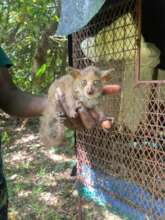 The Lesser Galago under Long-Term Rehabilitation