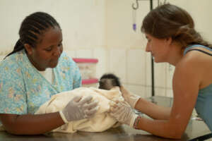 Veterinary team attend to rescued infant colobus