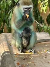 Yatima and her infant Tima!