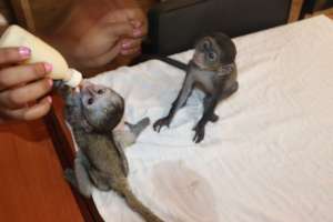 Baby Ndege and Baby Soko in being fed baby formul