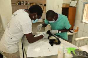 Providing rescue, medical care to injured colobus