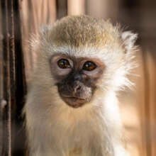 Rescued primate