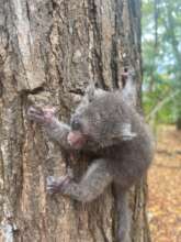 Komba learning how to climb a tree