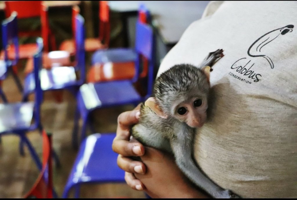 Help Save Primates and their Habitat